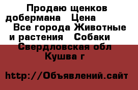 Продаю щенков добермана › Цена ­ 45 000 - Все города Животные и растения » Собаки   . Свердловская обл.,Кушва г.